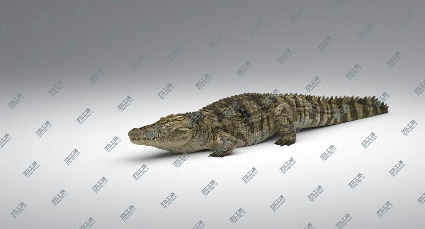 images/goods_img/20210113/3D Crocodile Animated model/5.jpg